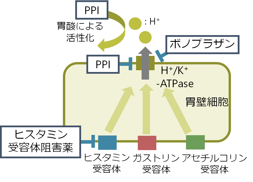 P-CAB関連問題